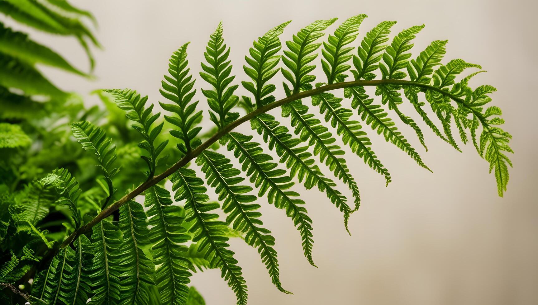 Vibrant Boston Fern Leaves with Delicate Details photo