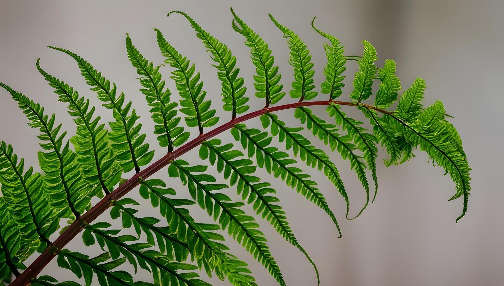 Feathery Texture of a Boston Fern in Sharp Focus photo