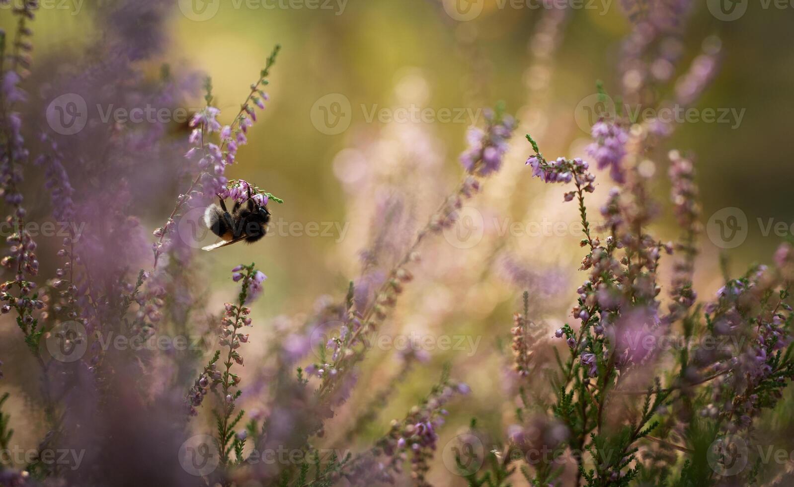 A bumblebee pollinates delicate purple flowers in a sunlit meadow during late summer photo