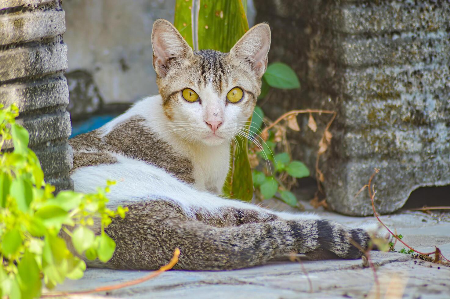 Tabby white cat lounging outdoors with vibrant yellow eyes, in natural sunlight beside green foliage photo
