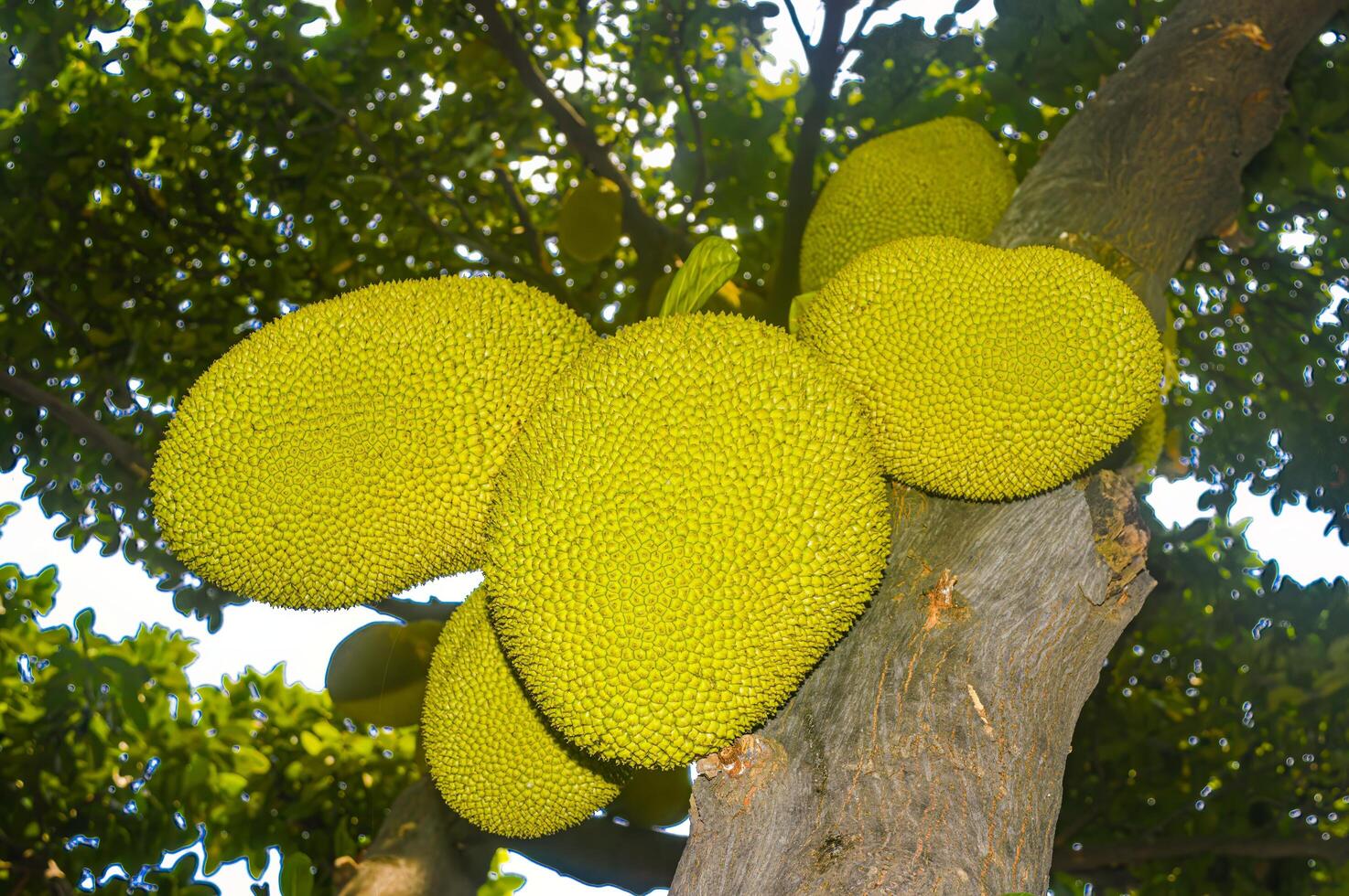Cluster of ripe jackfruits hanging from a tree with lush green leaves and a clear sky in the background, showcasing tropical fruit harvest in a natural setting photo