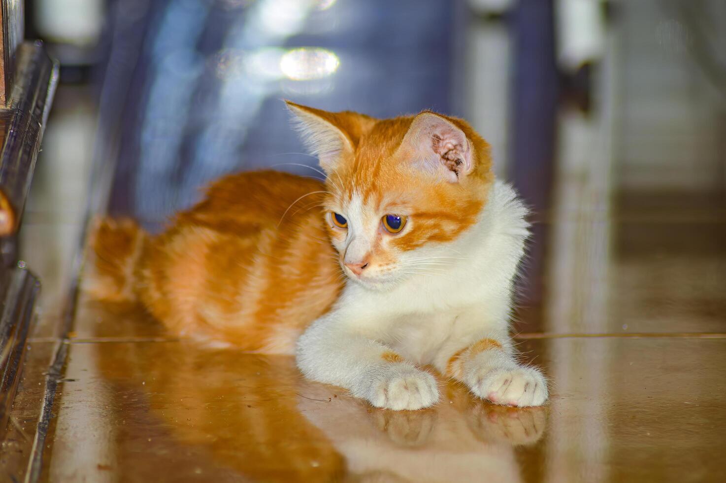 A young orange and white cat lying on a reflective tiled floor indoors. The cat relaxed posture and the reflection create a visually appealing and serene scene, perfect for pet and home themes photo