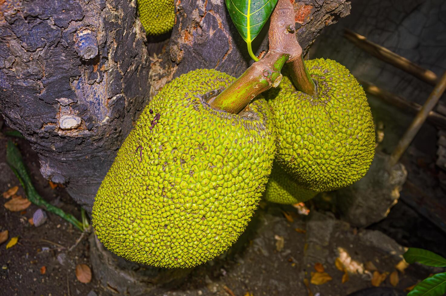 Cluster of ripe jackfruits hanging from a tree with lush green leaves and a clear sky in the background, showcasing tropical fruit harvest in a natural setting photo