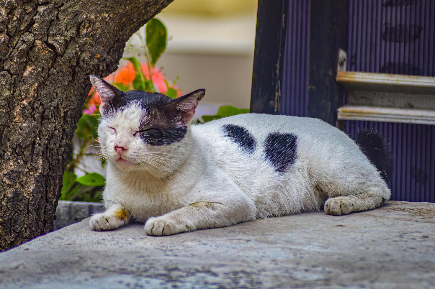 Relaxed black and white cat napping outdoors with eyes closed against a textured blue background, showcasing a peaceful and serene moment photo