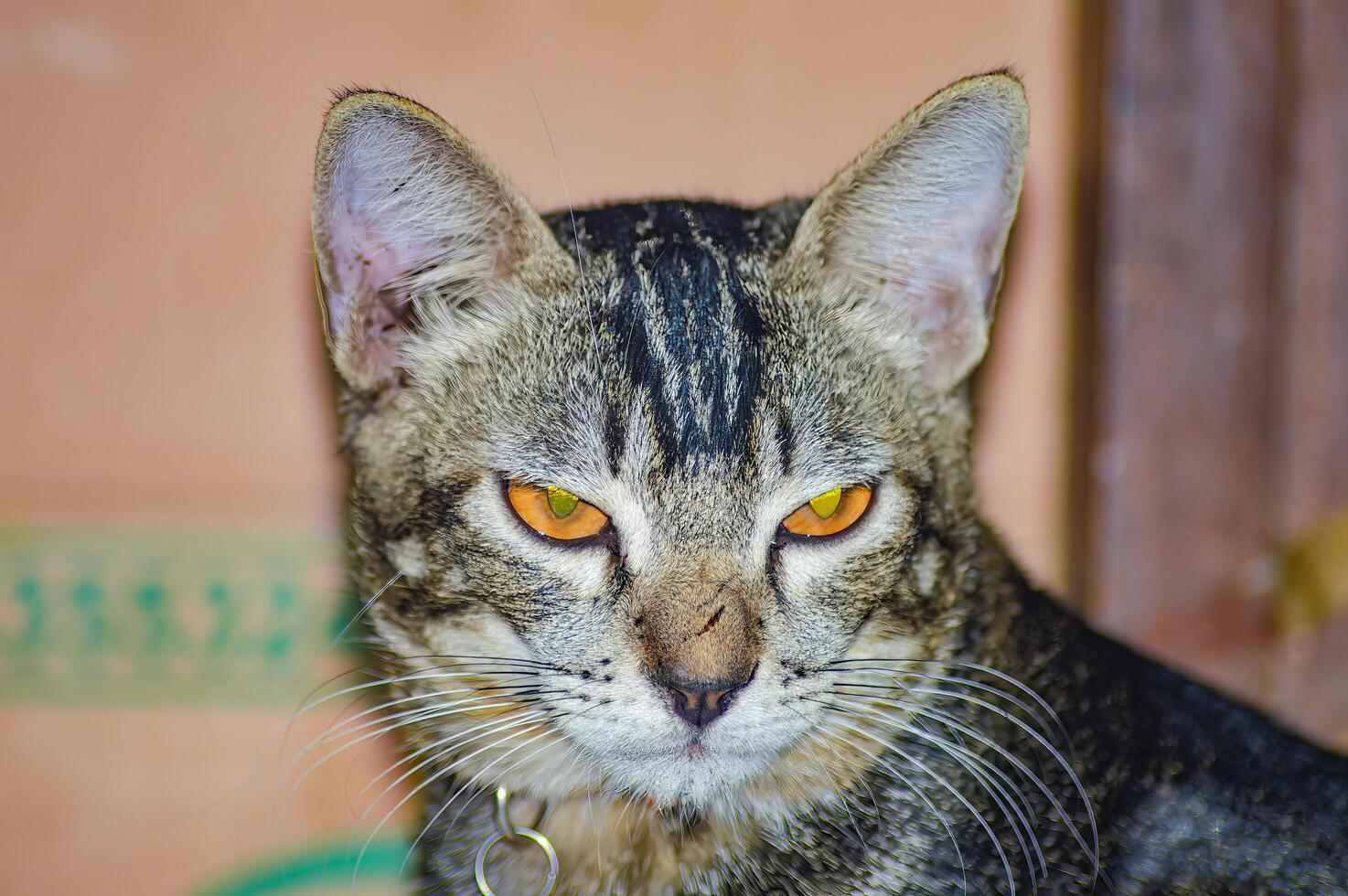 Close up of a striped cat with striking orange eyes, looking directly at the camera. Perfect for pet related content and animal lovers photo