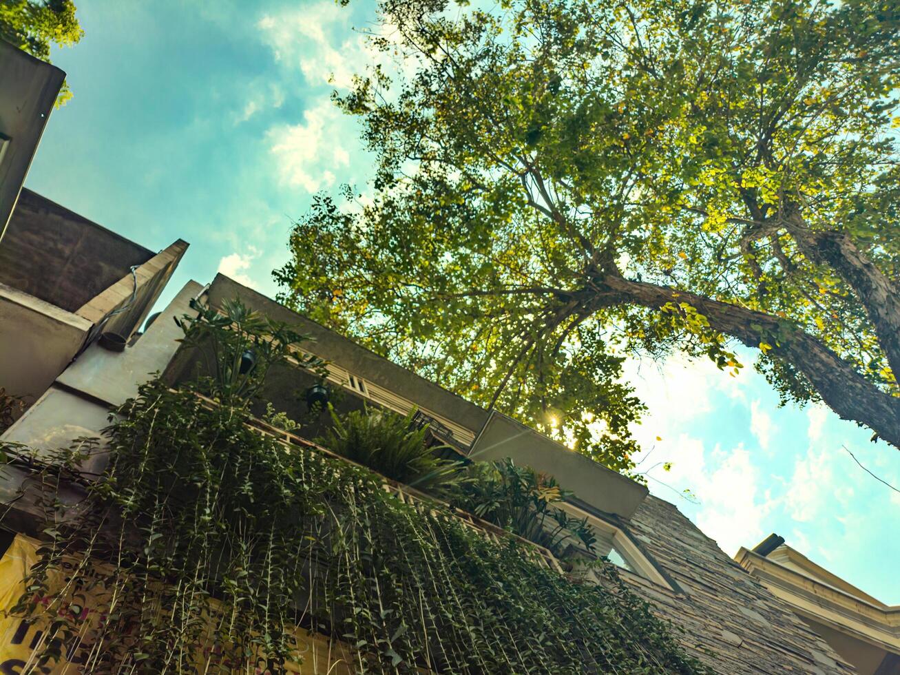 Low angle view of a building facade covered with creeping plants under a clear sky, showcasing urban greenery and architectural beauty photo