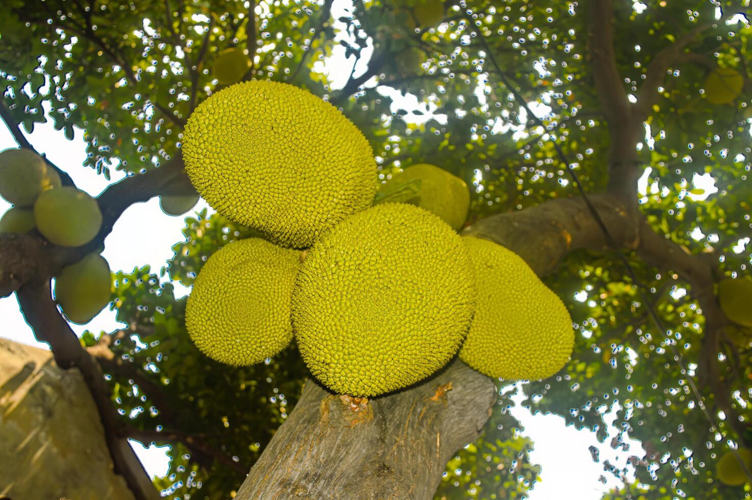 Cluster of ripe jackfruits hanging from a tree with lush green leaves and a clear sky in the background, showcasing tropical fruit harvest in a natural setting photo