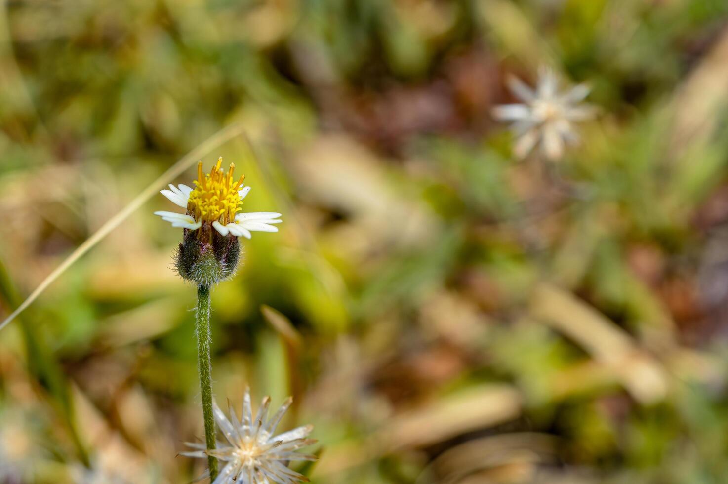 Close up of a delicate white and yellow wildflower in a natural setting with a soft focus background, highlighting its intricate details and vibrant colors photo