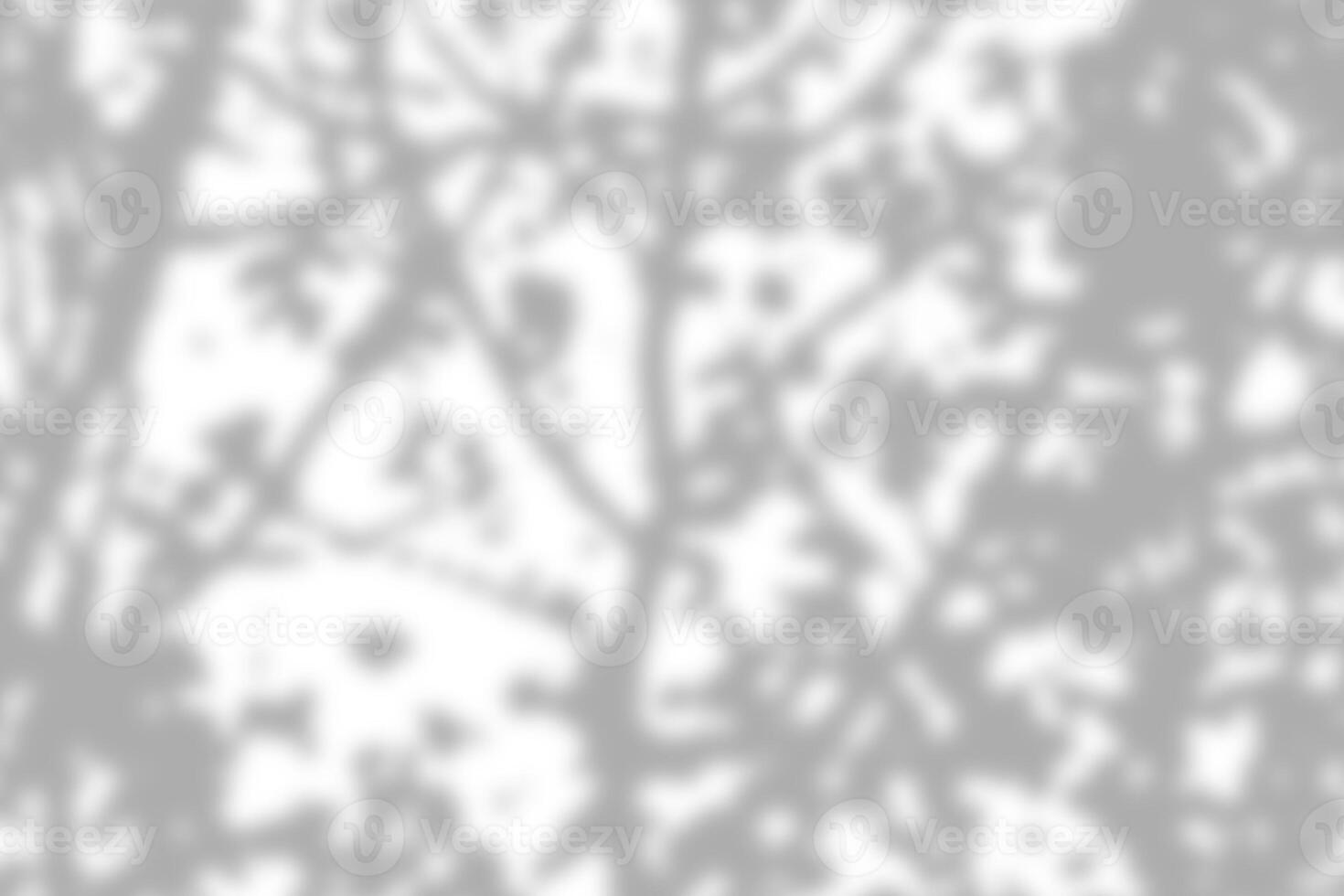 Gray leaf shadow and light blur abstract background on white wall, shadow overlay effect photo