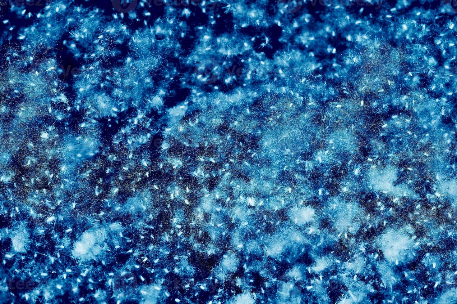 Blue poplar fluff in light flight. Abstract glowes photo
