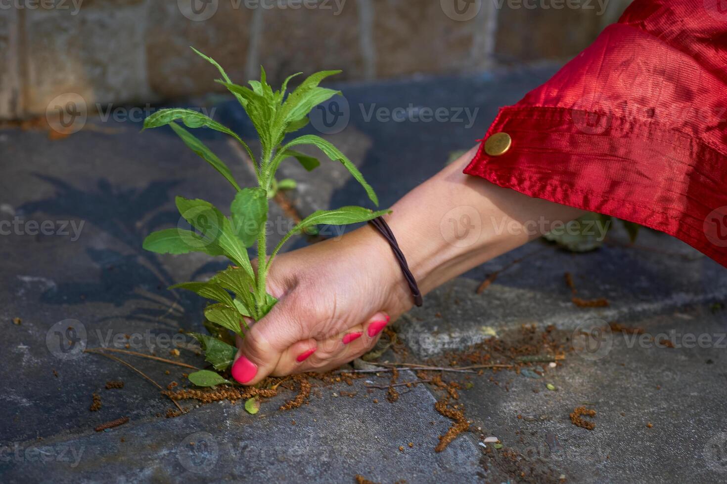 A woman's hand with a red manicure pulls weeds out of the yard concrete slabs photo