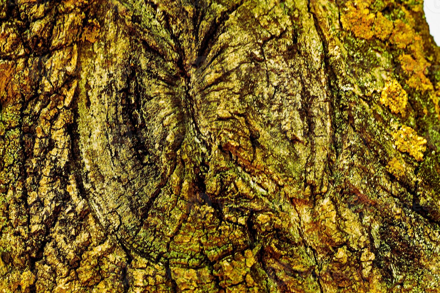 Golden light wrinkled bark of an old tree. Wooden background photo