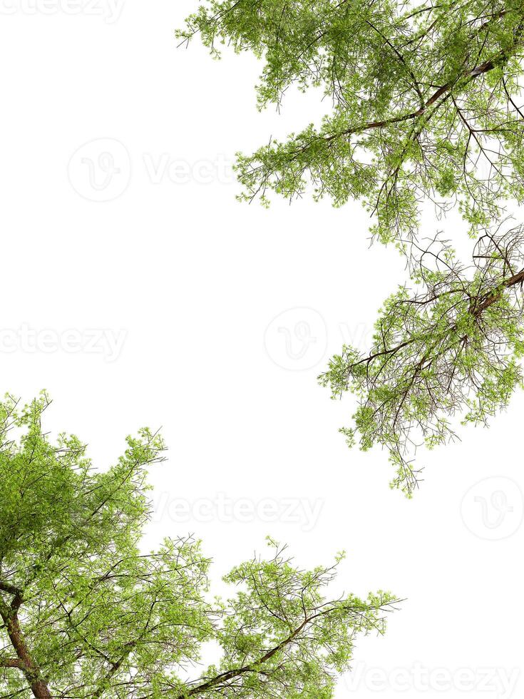 Greenery branches frame on white background photo