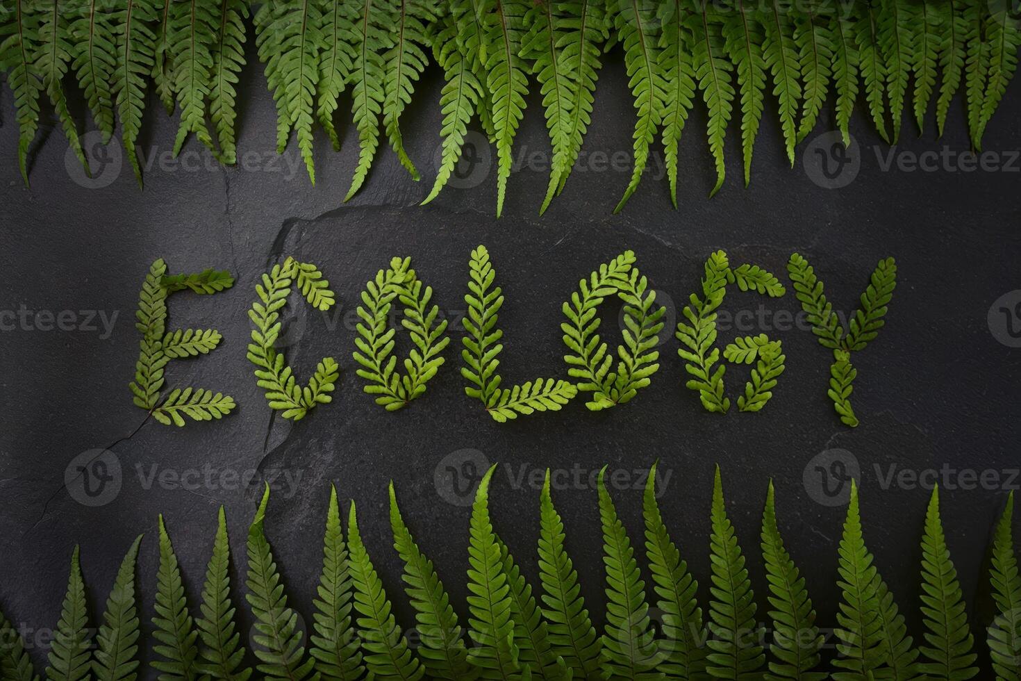 Green ferns spelling out 'Ecology' on a black stone background. photo