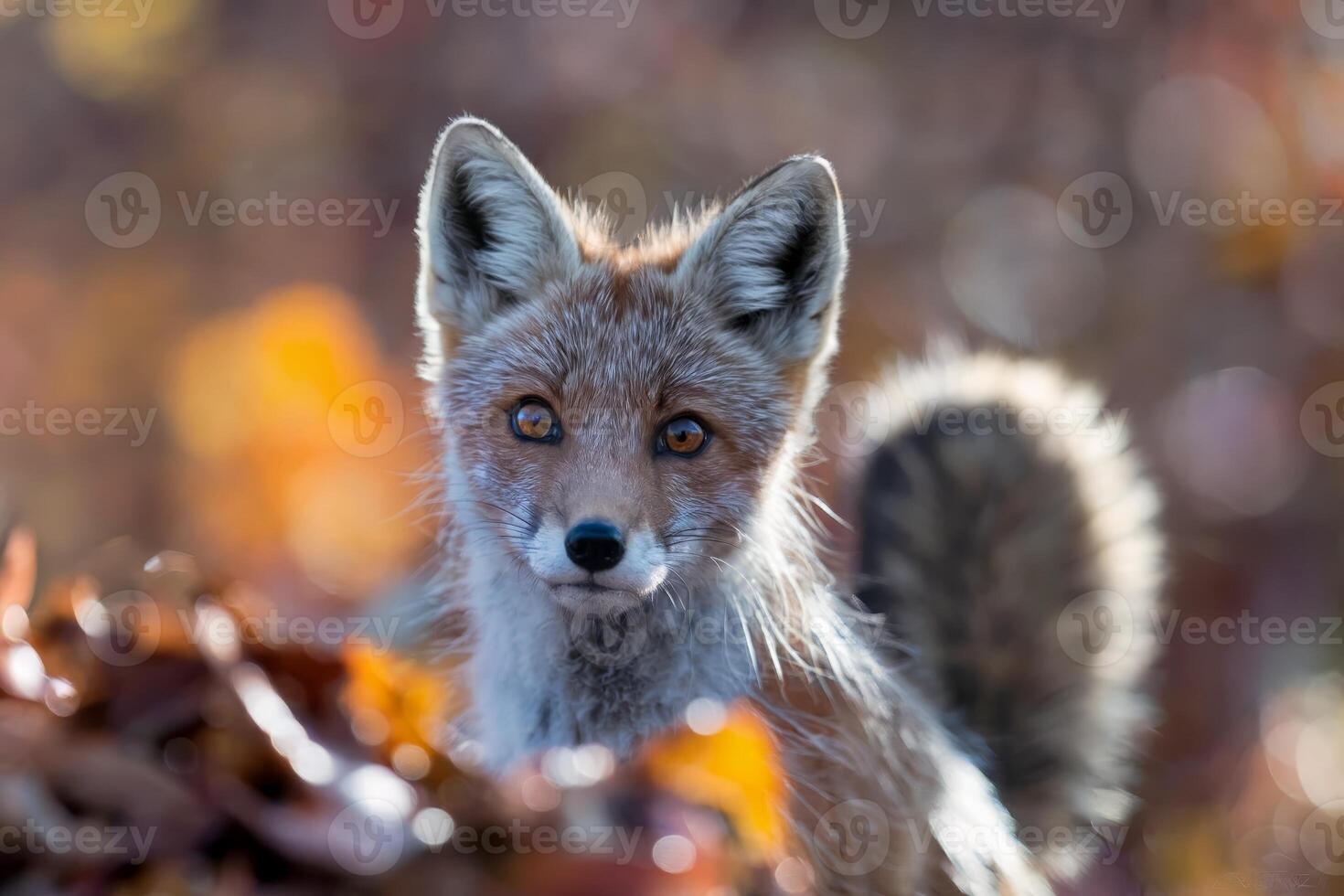 Close-up of a red fox in a forest with autumn leaves in the background. photo
