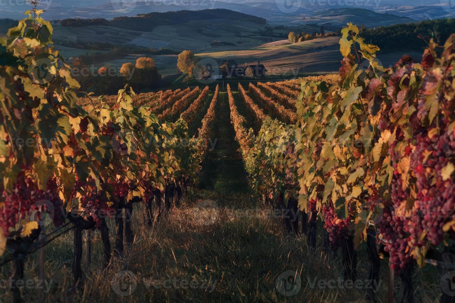 Golden vineyard at sunset with ripe grapes and rolling hills in the background. photo