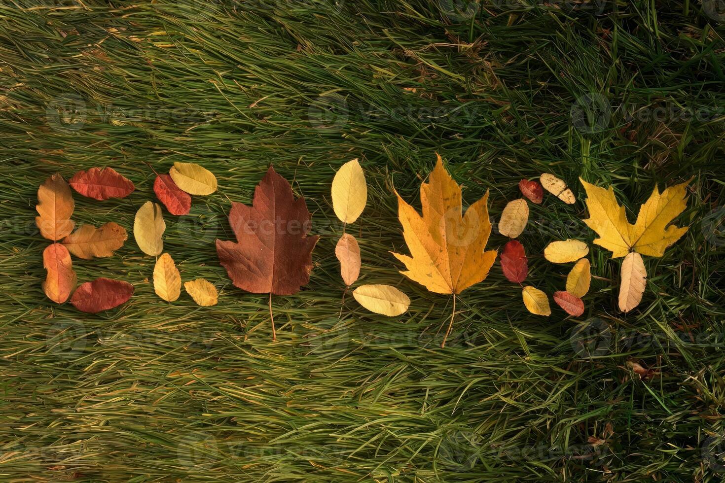 Colorful autumn leaves spell out the word 'fall' on green grass. photo
