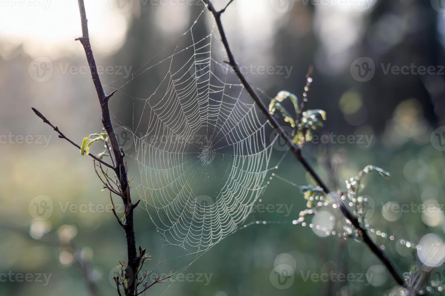 Dew-covered spider web on branches in a serene forest setting. photo