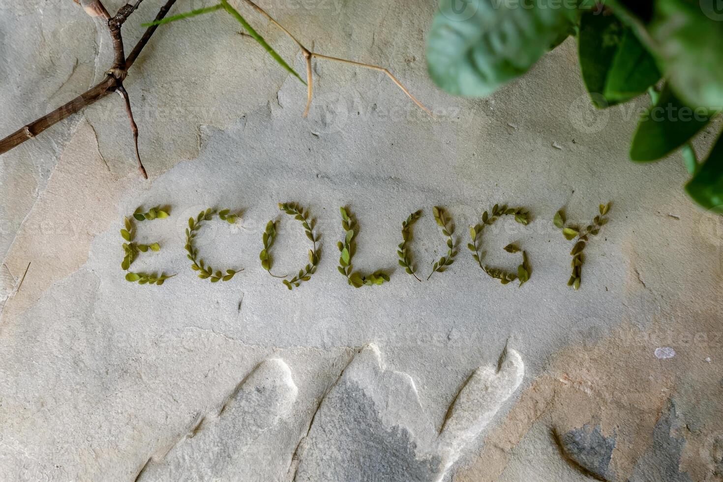 Green leaves spell 'Ecology' on a textured stone surface. photo