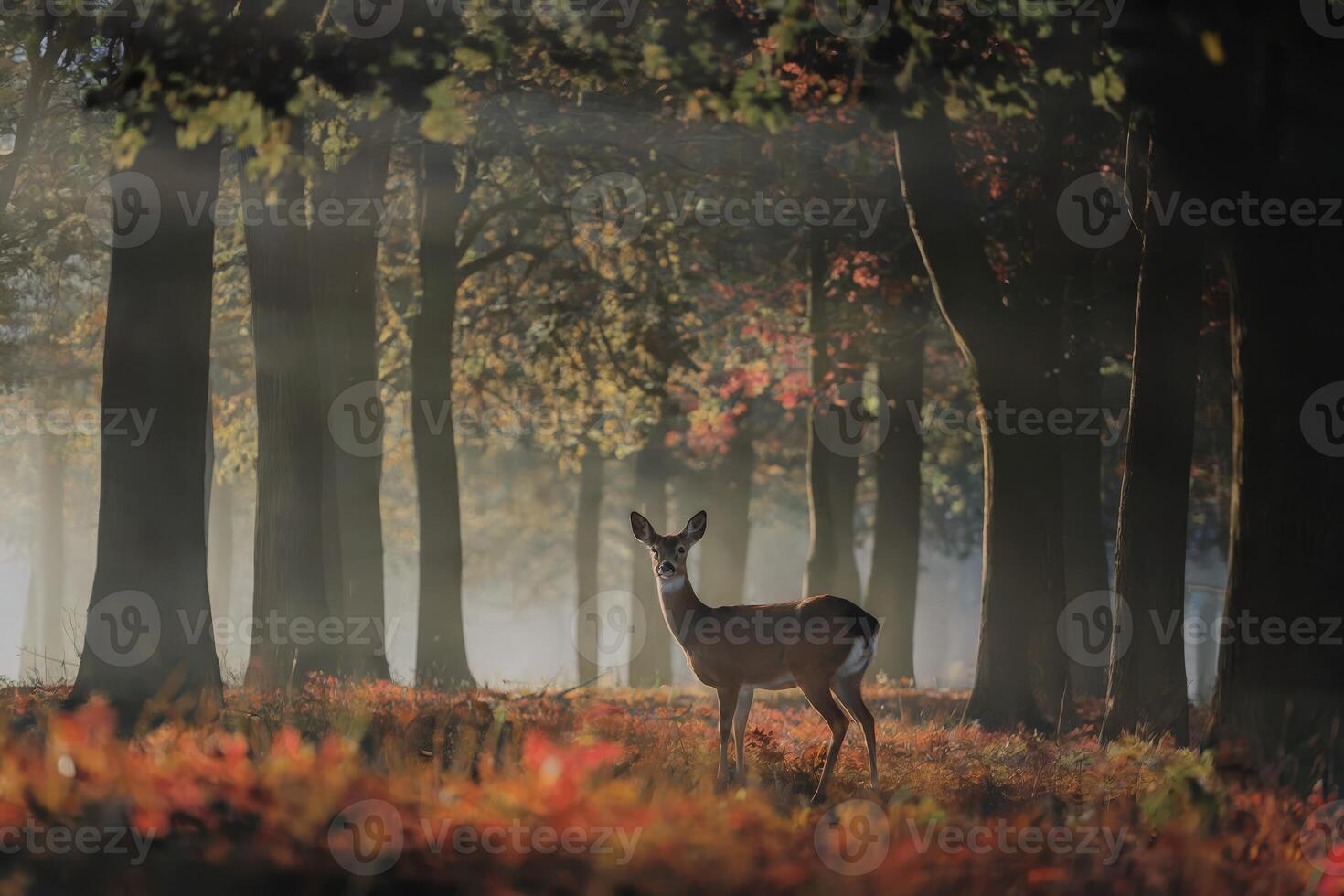 Deer in a misty forest with sunlight filtering through autumn foliage. photo