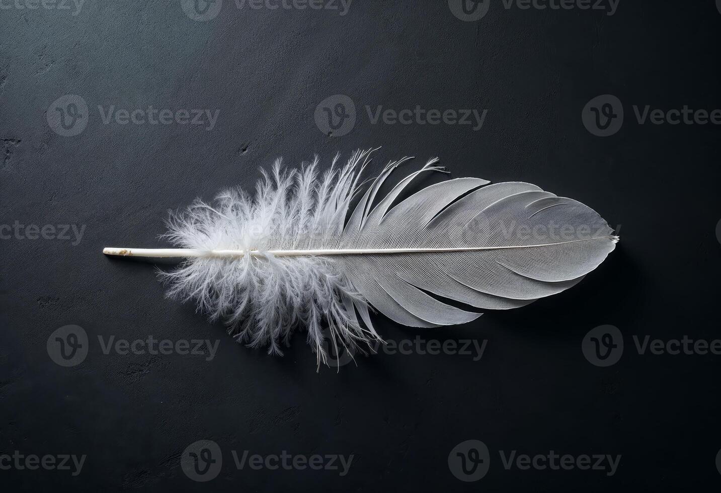 Close-up of a delicate white feather on a dark background. photo