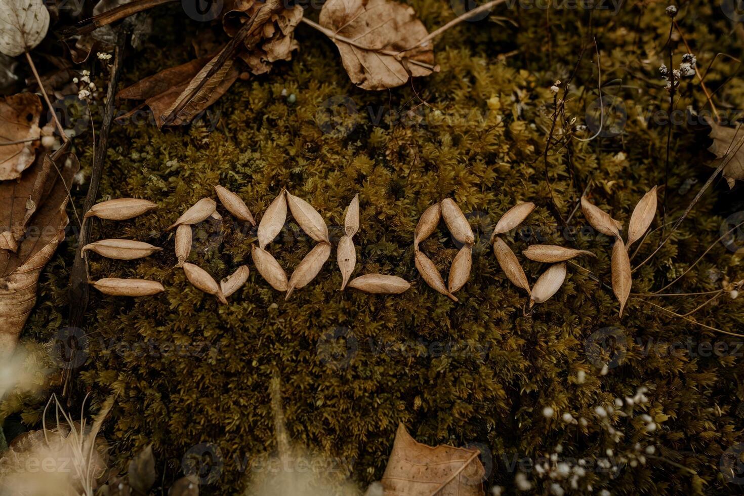 The word 'ecology' spelled out with leaves on a forest floor. photo