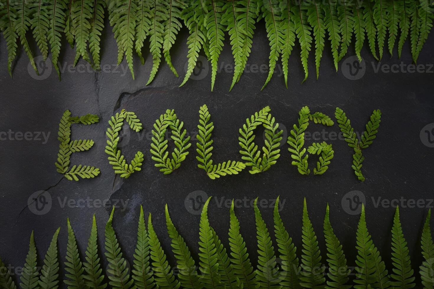 The word 'Ecology' formed with green fern leaves on a dark stone background. photo