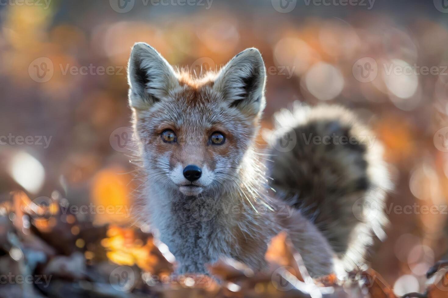 Red fox in autumn leaves with warm sunlight creating a serene atmosphere. photo