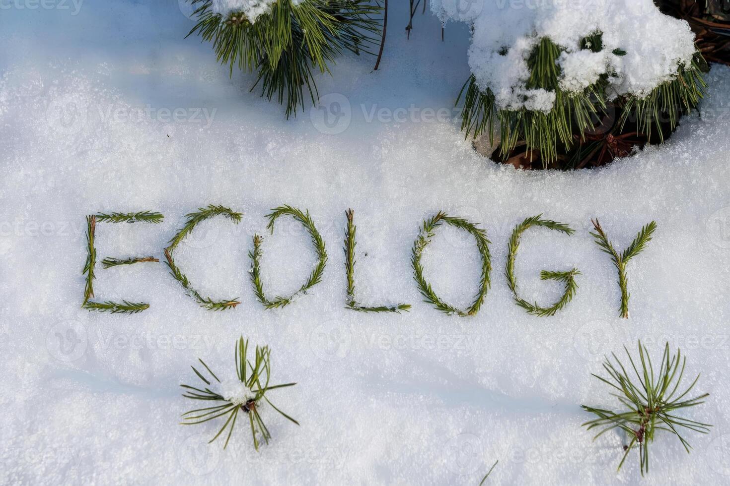 Evergreen branches spelling 'ecology' on a snowy landscape. photo