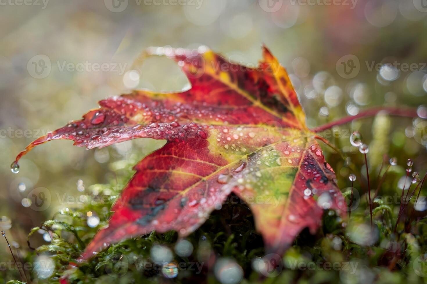 Close-up of a dewy autumn leaf resting on mossy ground, glistening in the light. photo