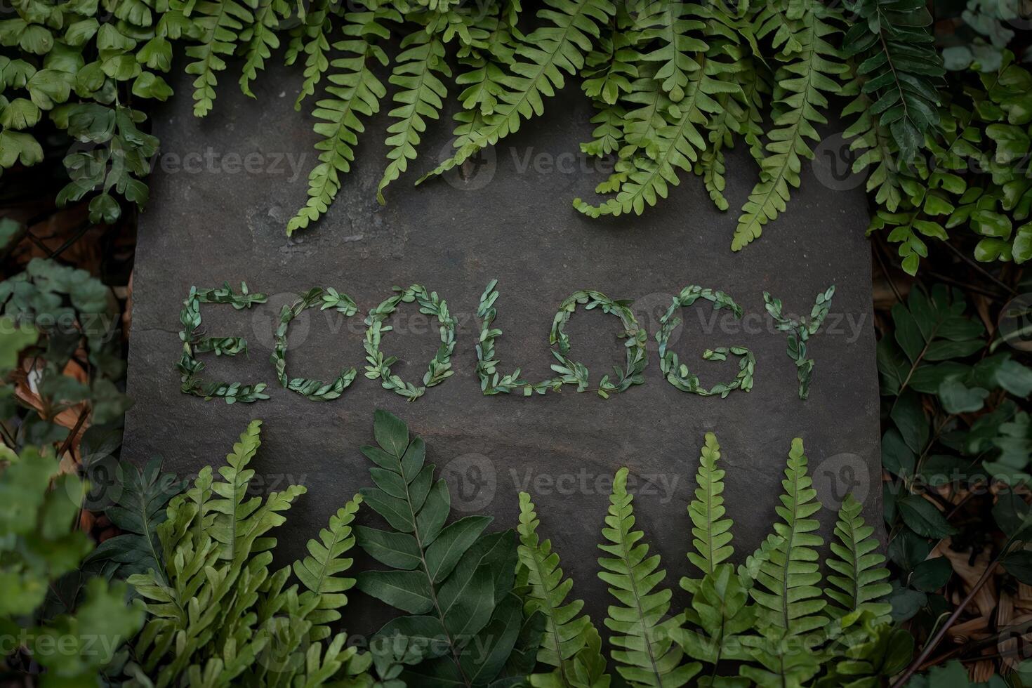 Ecology written with leaf letters, surrounded by lush green ferns. photo