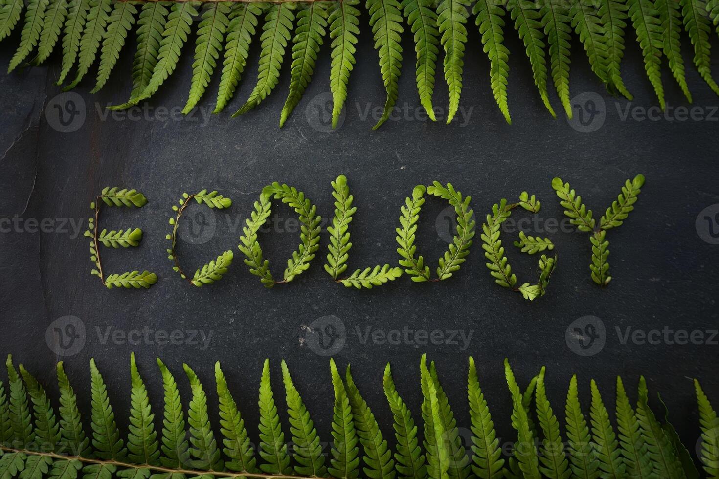 Green ferns spelling 'Ecology' on a dark slate background. photo