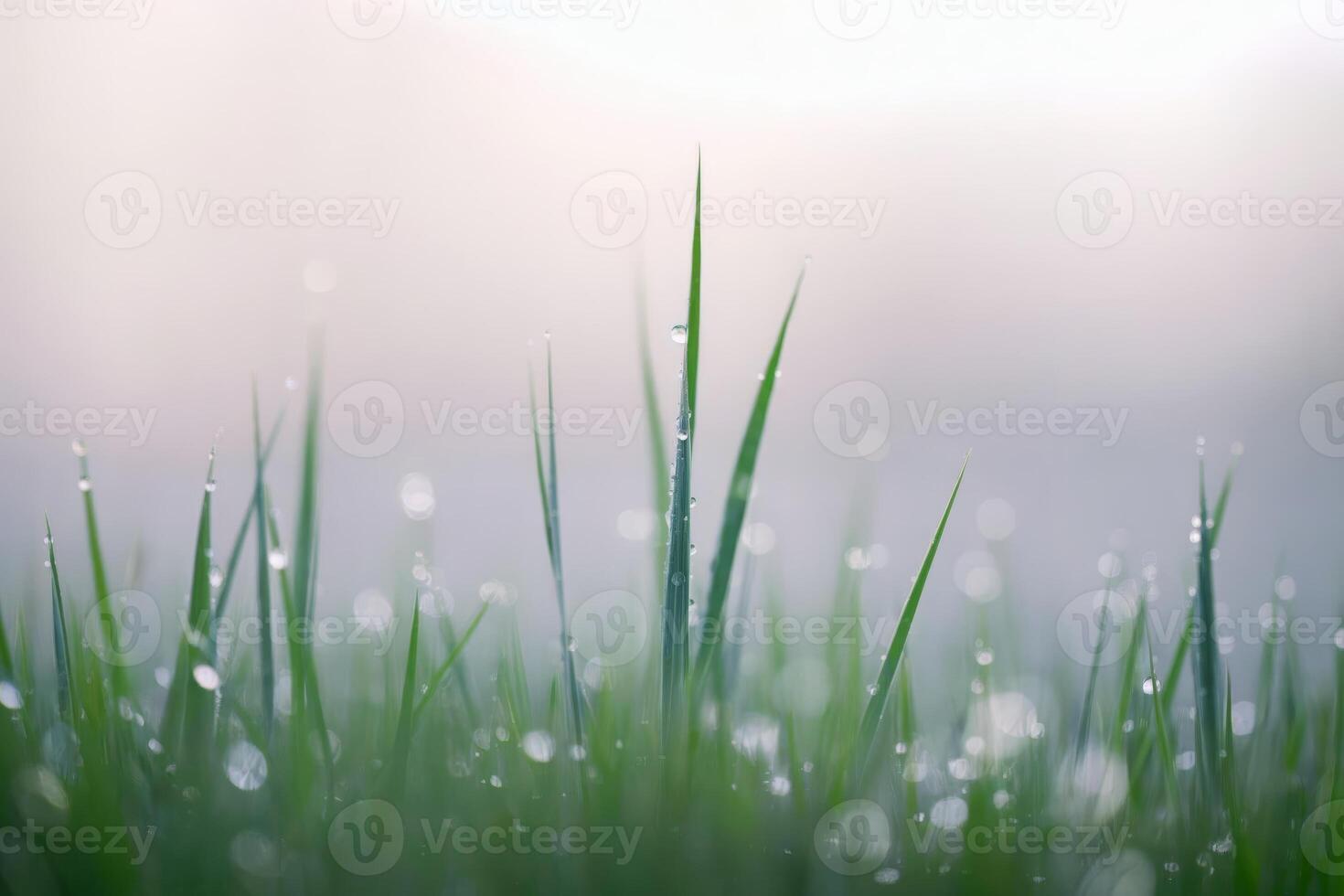 Close-up of fresh grass with morning dew and a soft, blurred background. photo