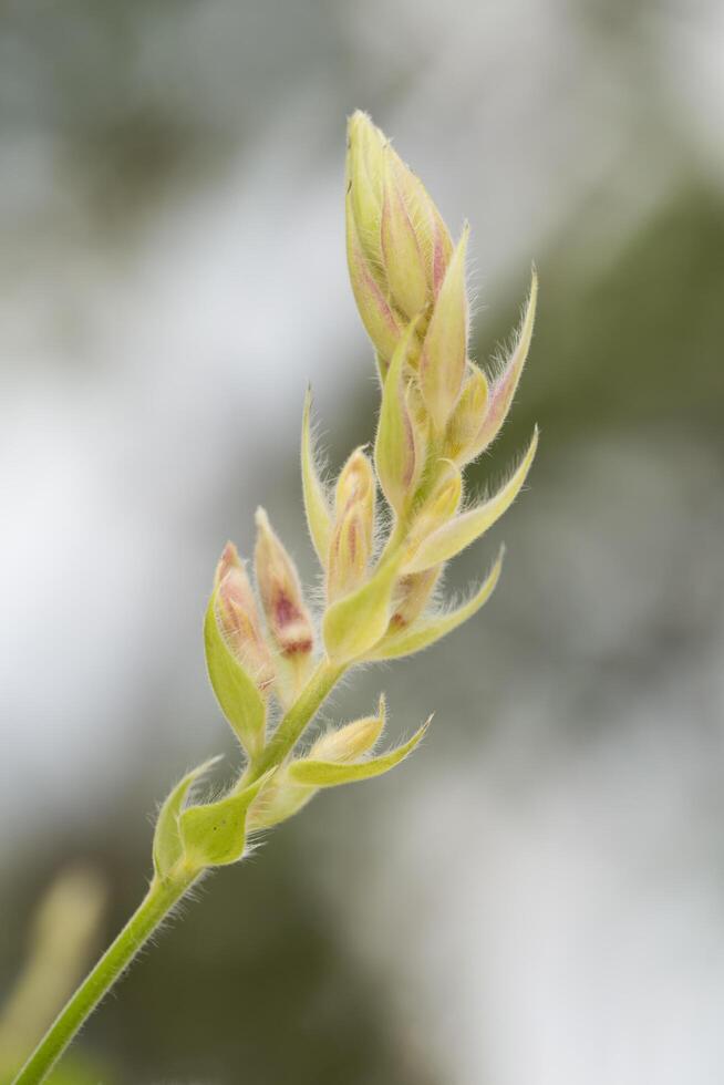 Kan pai mahidol or Afgekia mahidoliae B. L. Burtt and Chermsir. photo