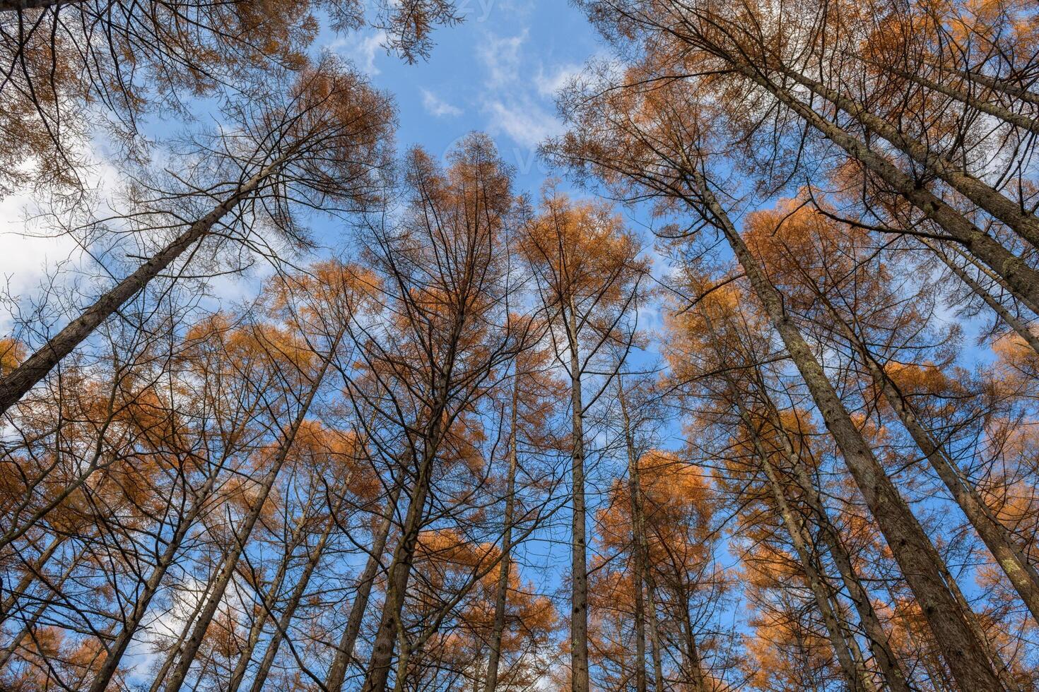Witness the dawn in a pine wilderness through a captivating silhouette panorama, where the coniferous giants stand tall, casting a peaceful aura over the land. photo