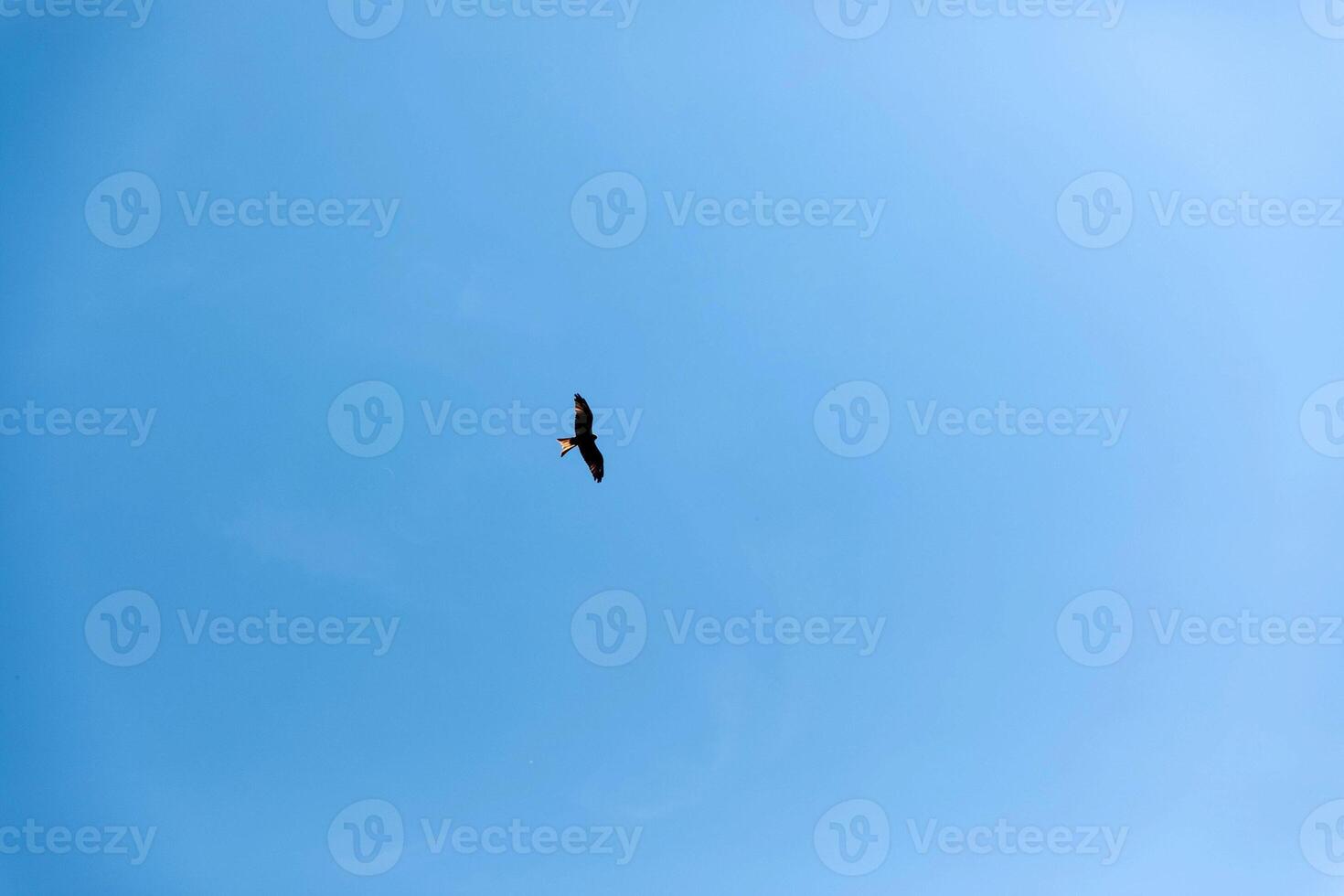 Bird soaring in clear blue sky, high above, freedom, nature, tranquility, aerial view, birdwatching, serenity, peaceful concept photo