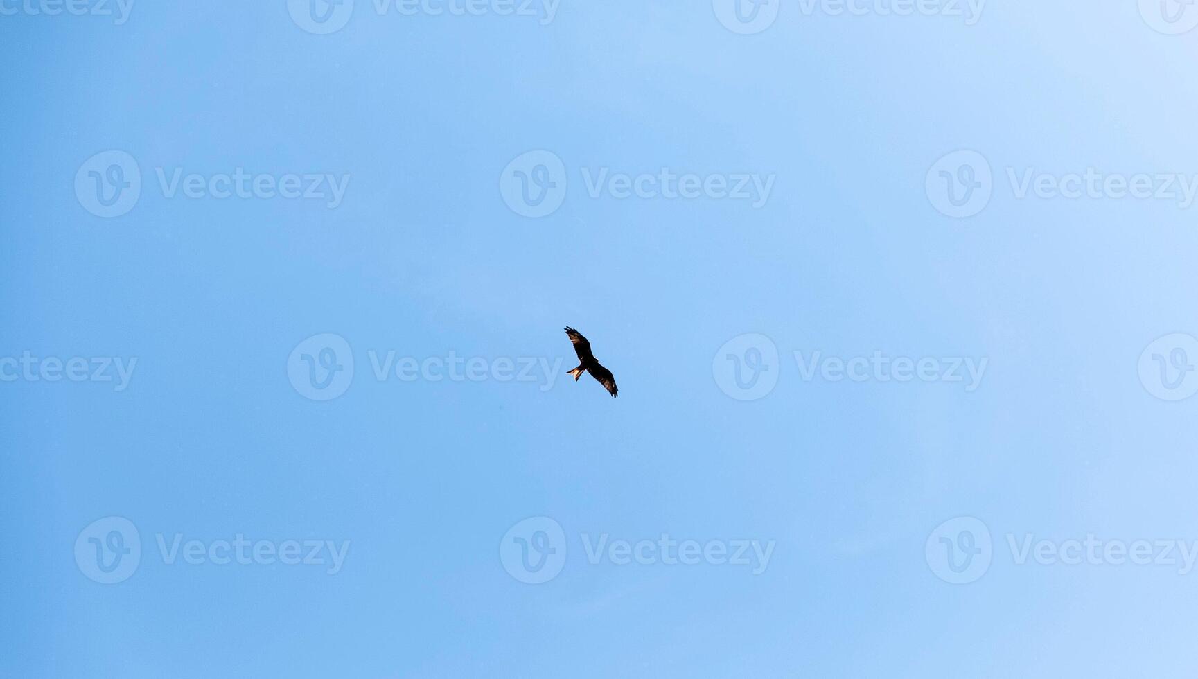 Solitary bird soaring in clear blue sky, freedom, tranquility, aerial view, wildlife photography concept photo