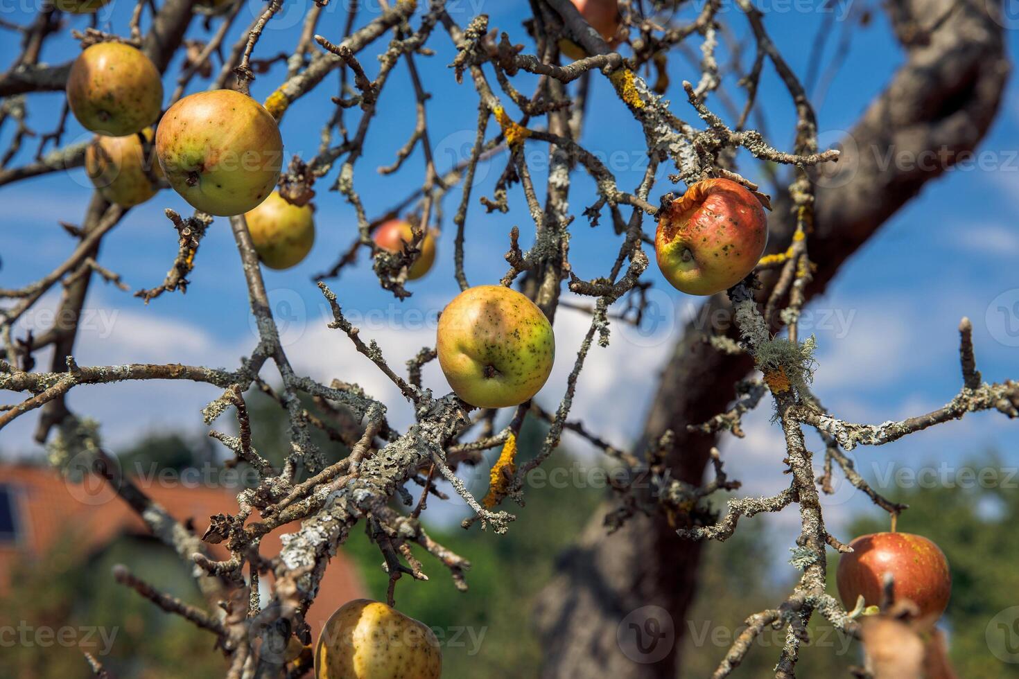 Ripe apples, decayed apples, with lichen, on branches of old fruit tree, against blue sky, nature, outdoors, decay and growth concept photo