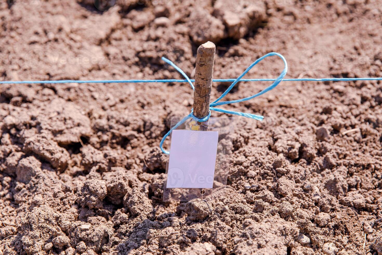 Wooden stake with blue rope and blank tag in freshly cultivated soil, agricultural preparation concept photo