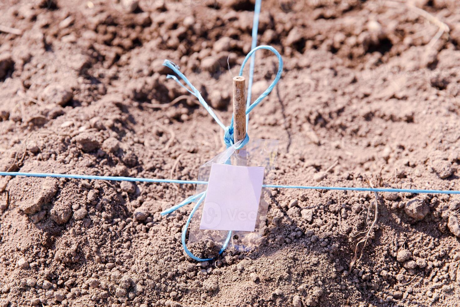 Gardening, wooden stick with blue string and empty tag in soil, groundwork, planting marking concept photo