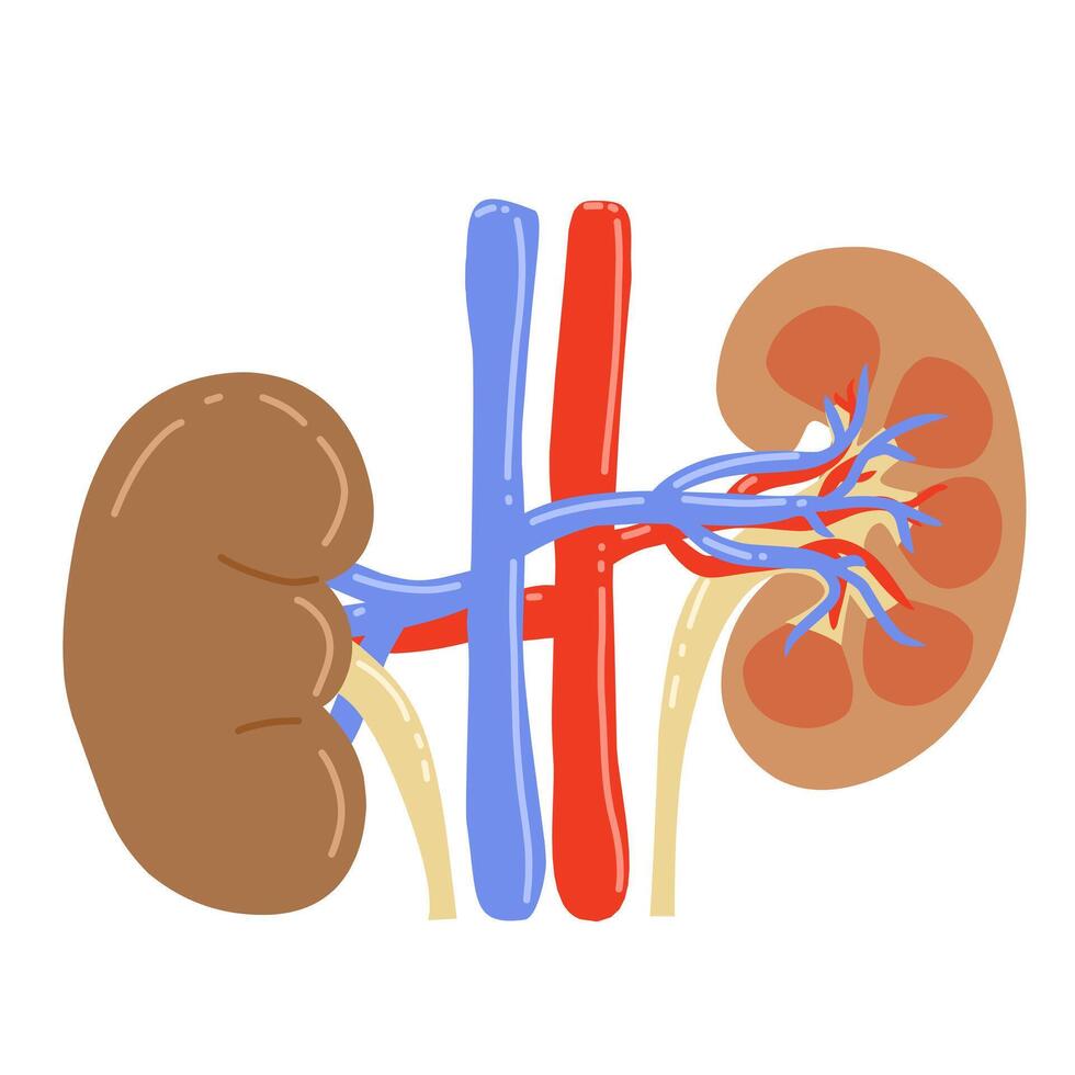 human kidney with renal arteries and veins, and ureters. The kidneys are depicted in brown, the arteries in red, the veins in blue, and the ureters in yellow vector