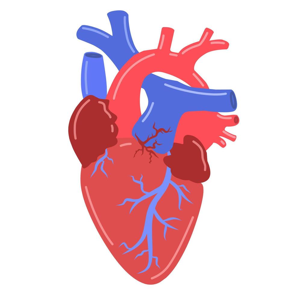 human heart organ in shades of red and blue, showing the various chambers and blood vessels. shows the main parts of the heart, including the atria, ventricles, and network of arteries and veins. vector