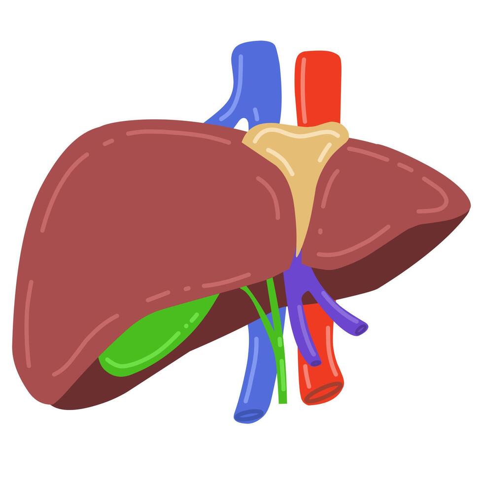 human liver complete with gallbladder, hepatic artery, portal vein and bile ducts. Suitable for educational purposes or medical material vector