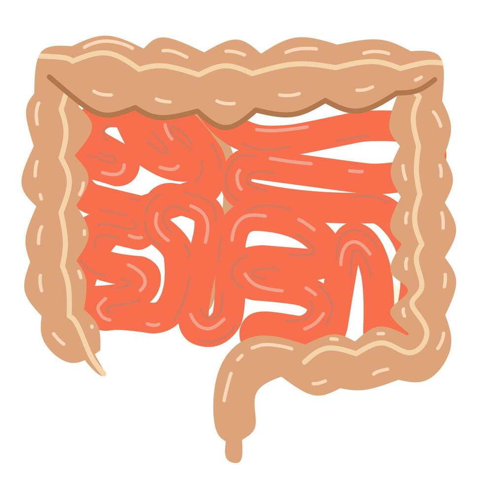 the human digestive system, with a focus on the intestines. This image is relevant for educational purposes, medical presentations, or health content representation of intestinal anatomy vector