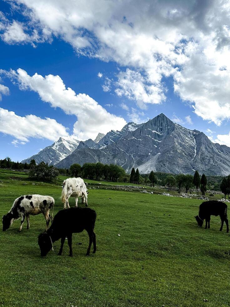 Idyllic summer landscape in the field with cows grazing on fresh green mountain pastures and snow capped mountain tops in the background, skardu, Suitable for dairy product advertisements photo