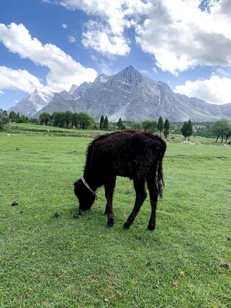 Idyllic summer landscape in the field with cows grazing on fresh green mountain pastures and snow capped mountain tops in the background, skardu, Suitable for dairy product advertisements photo
