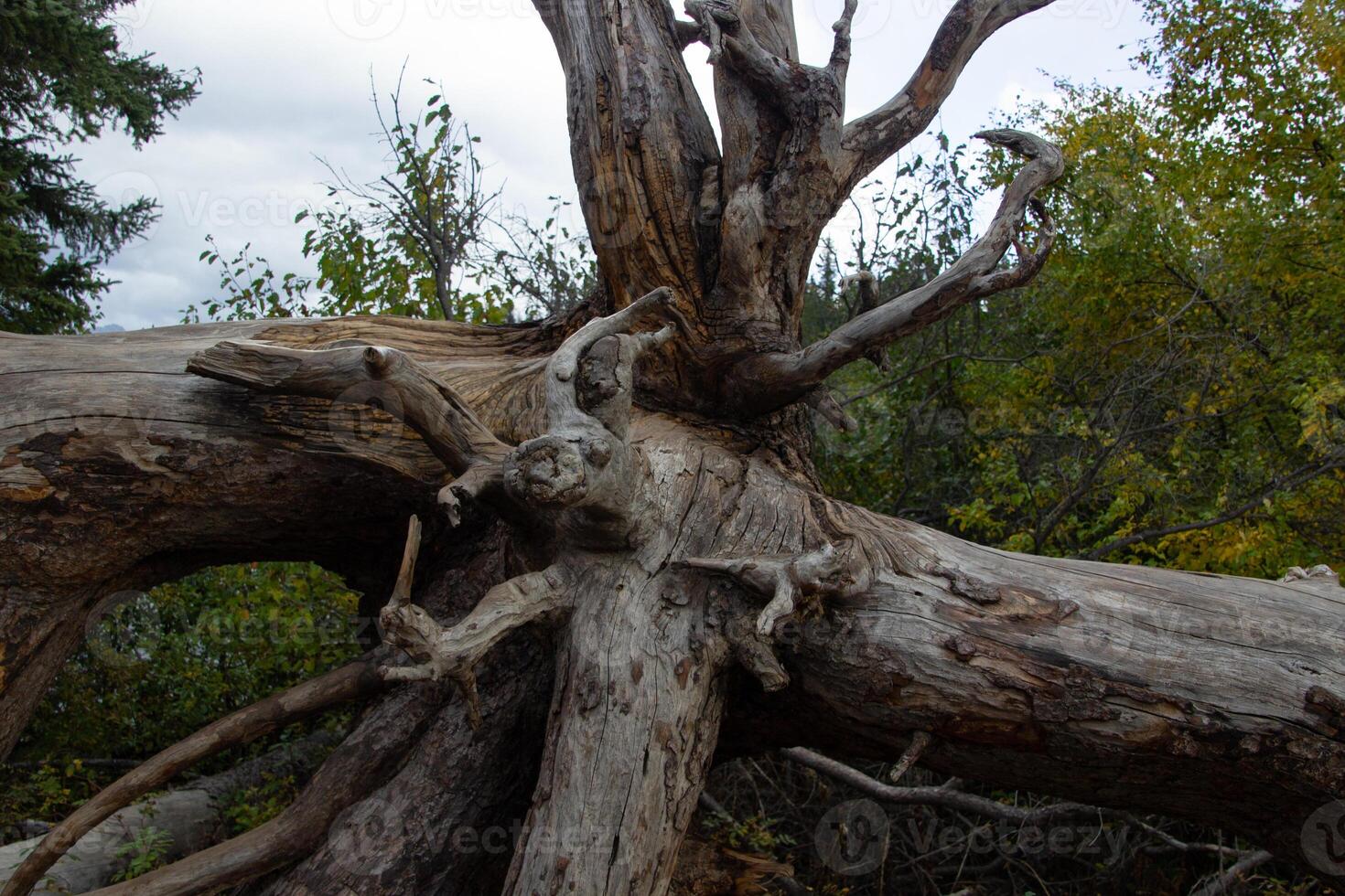 Large root of a dead pine. photo