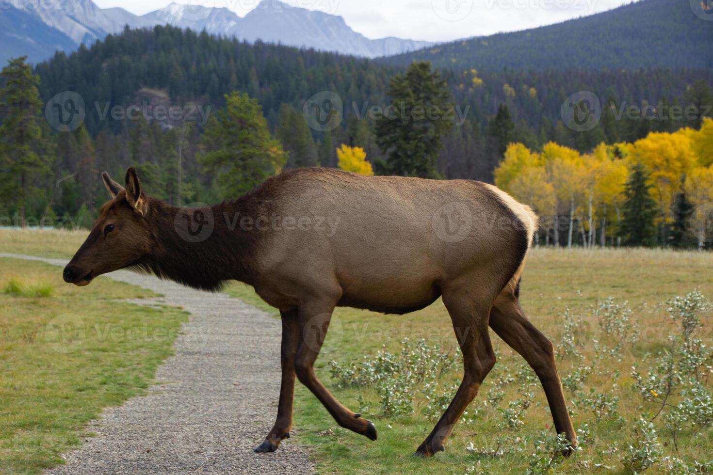 Moose eating grass in Jasper photo