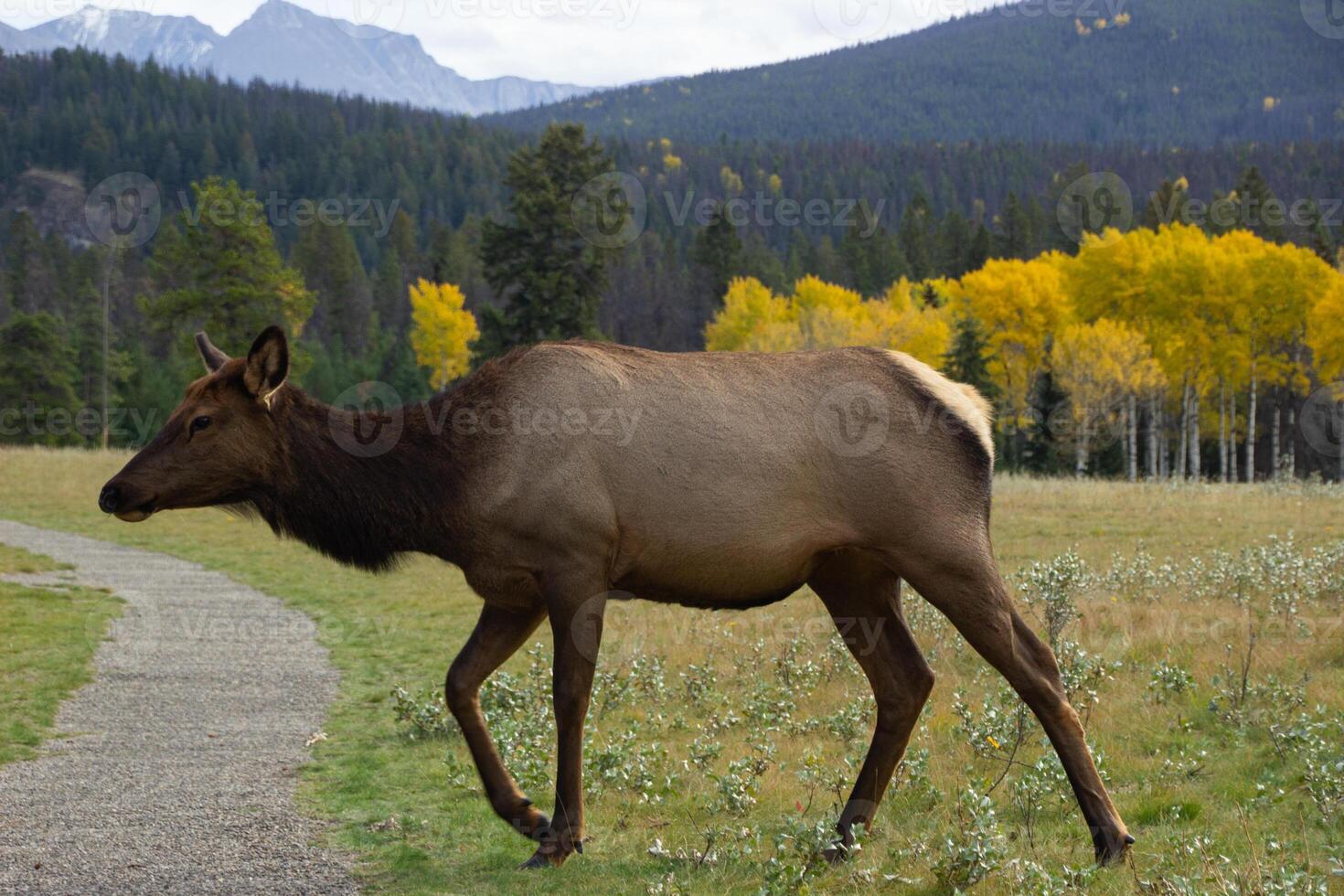 Moose eating grass in Jasper photo