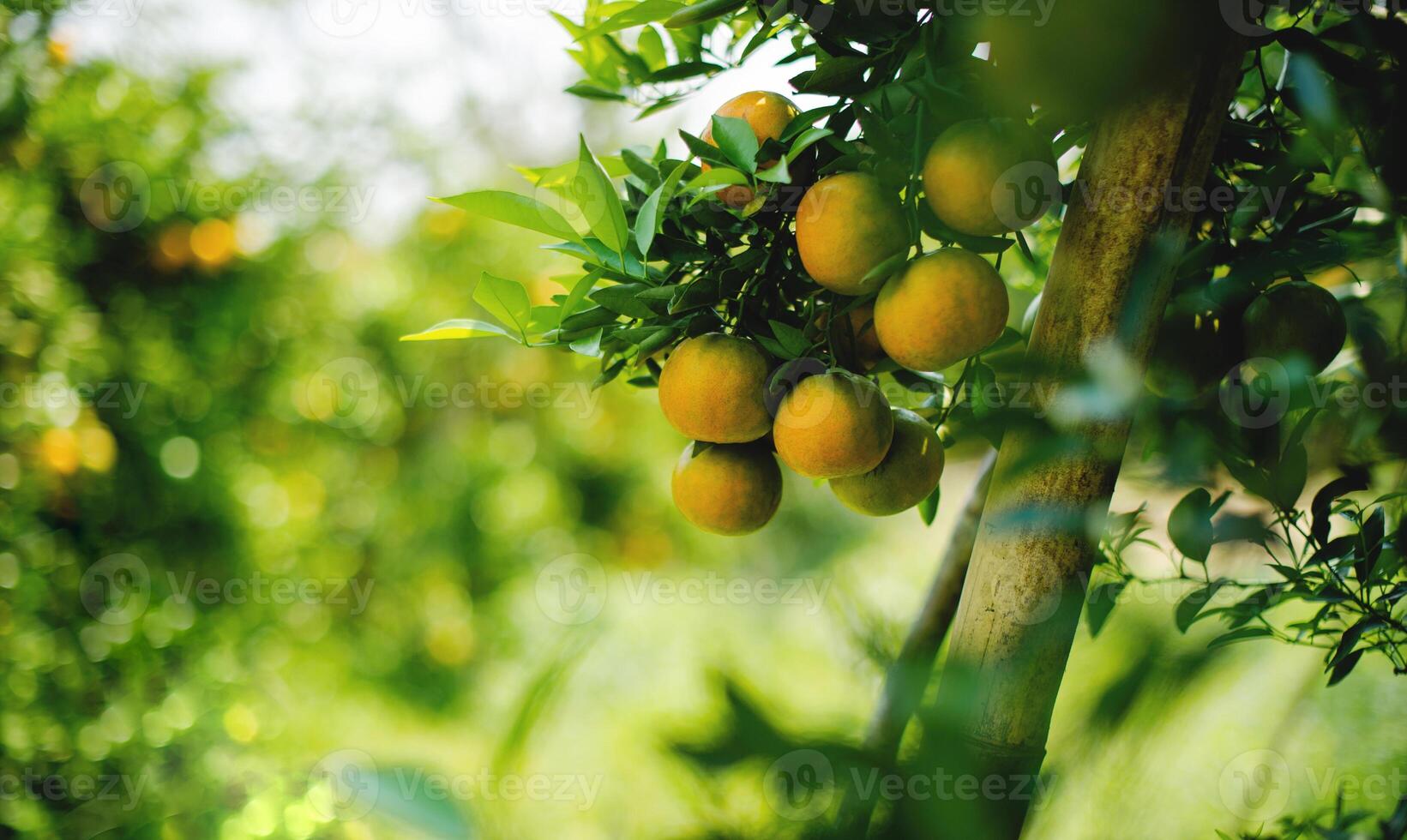Orange gardens produce good yields and orange harvests for distribution, honey oranges, sweet oranges photo